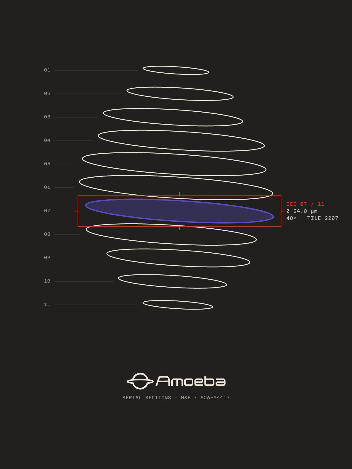 Tee print: serial sections stacked as rings, one violet, with the Amoeba lockup