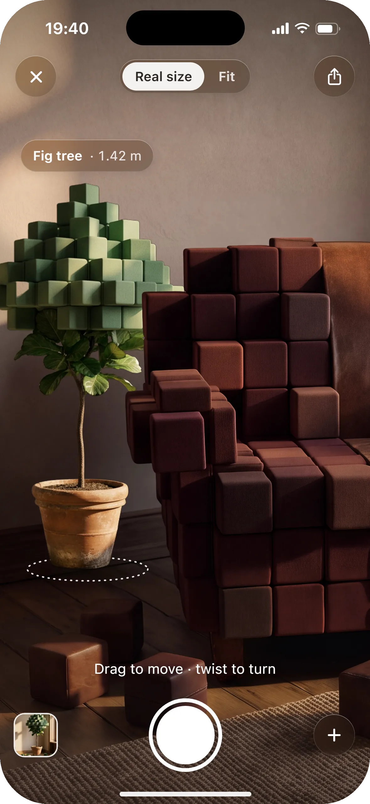 A fig tree model placed at real size beside the armchair