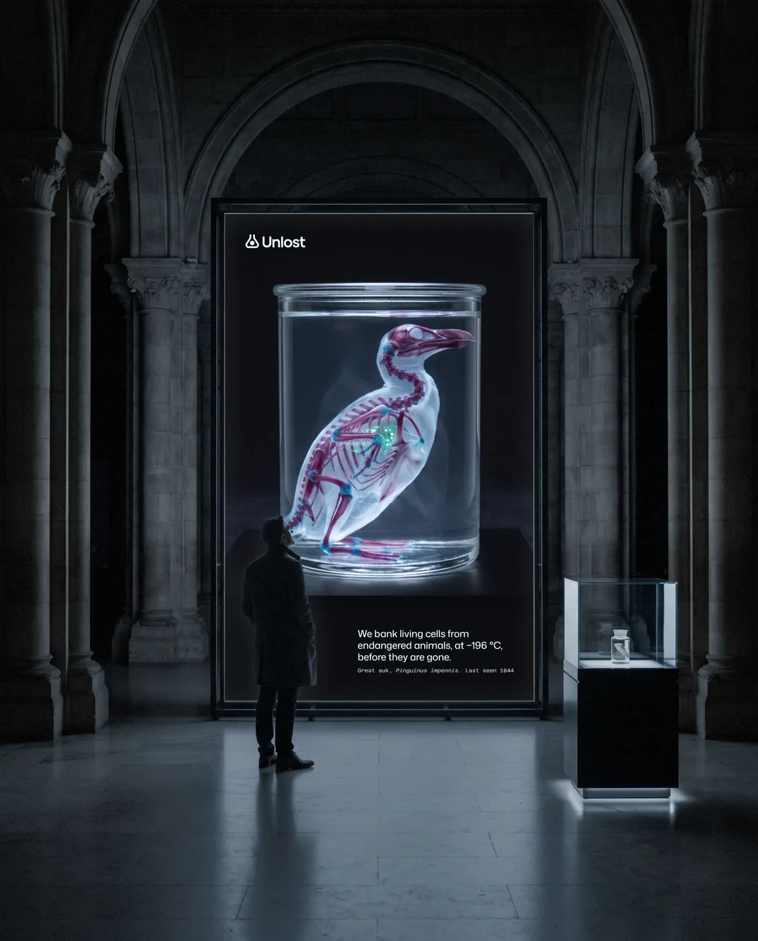 A museum hall at night: a visitor before a lightbox of the cleared great auk in its jar