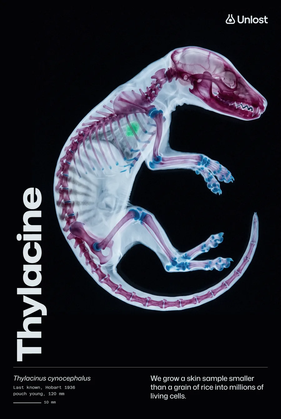 Poster: Thylacine, cleared, curled; We grow a skin sample smaller than a grain of rice into millions of living cells