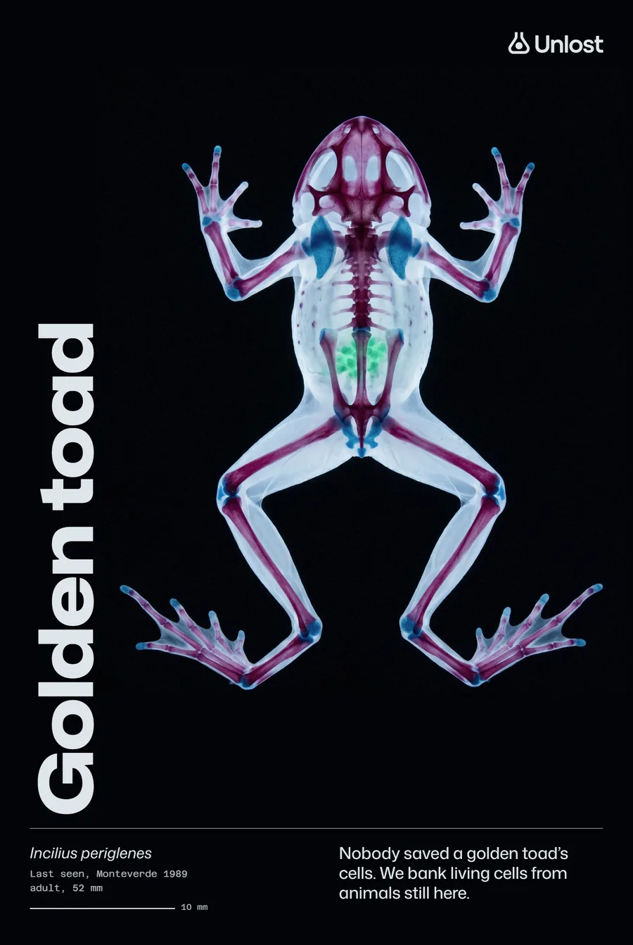 Poster: Golden toad, cleared; Nobody saved a golden toad's cells. We bank living cells from animals still here