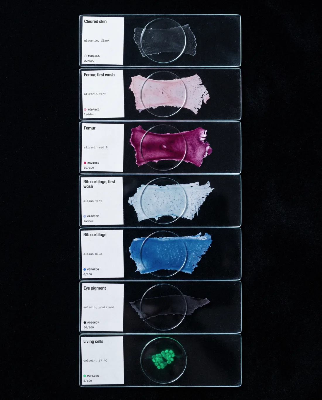 The palette as stained microscope slides: cleared skin, a femur in alizarin, rib cartilage in alcian blue, eye pigment and living cells in calcein