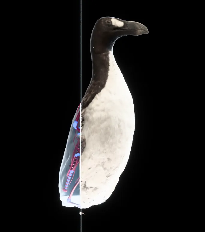 The great auk mount, half cleared: behind a hairline slice plane its feathers have turned to clear glass and magenta-stained bone