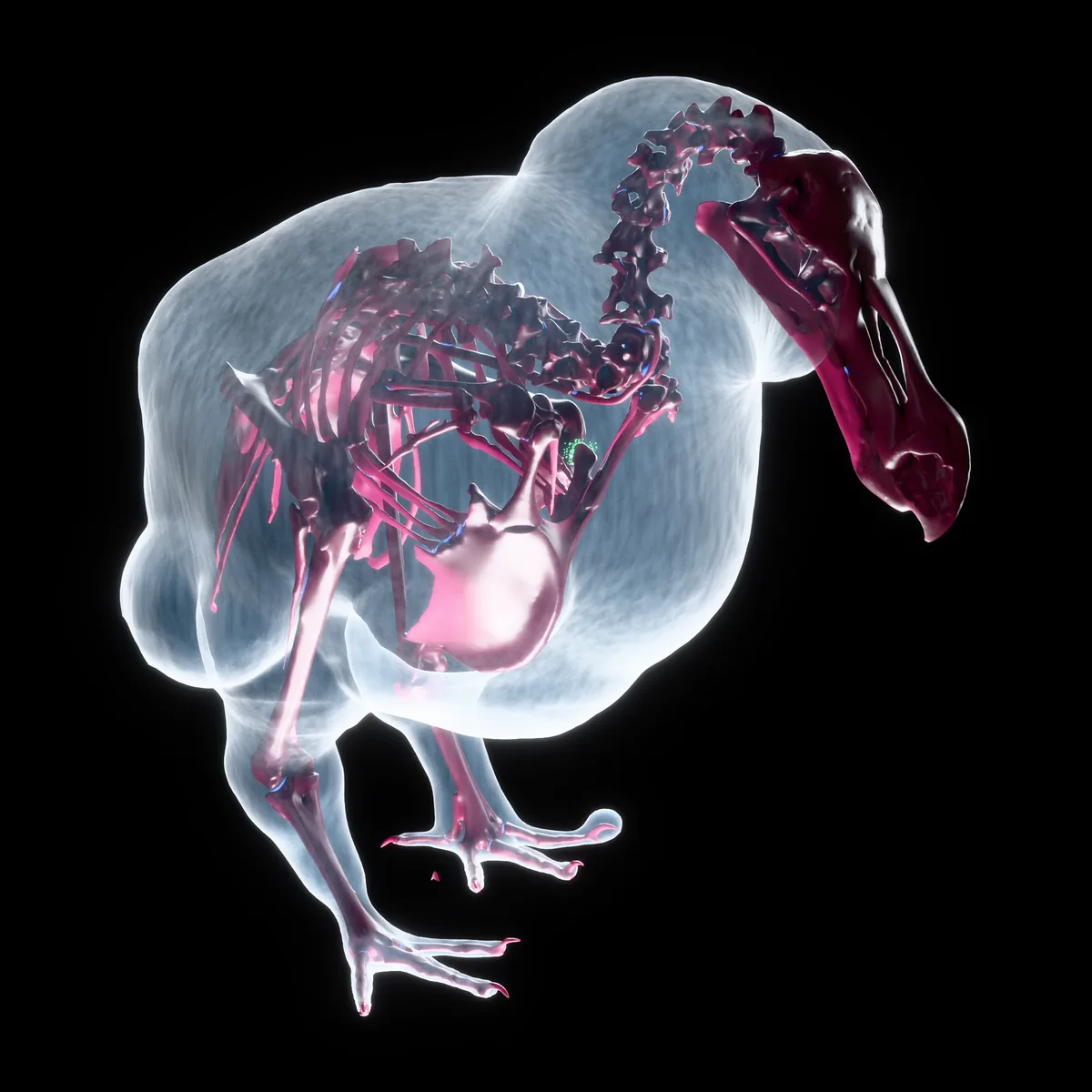 A dodo, cleared: a glass body around a magenta skeleton