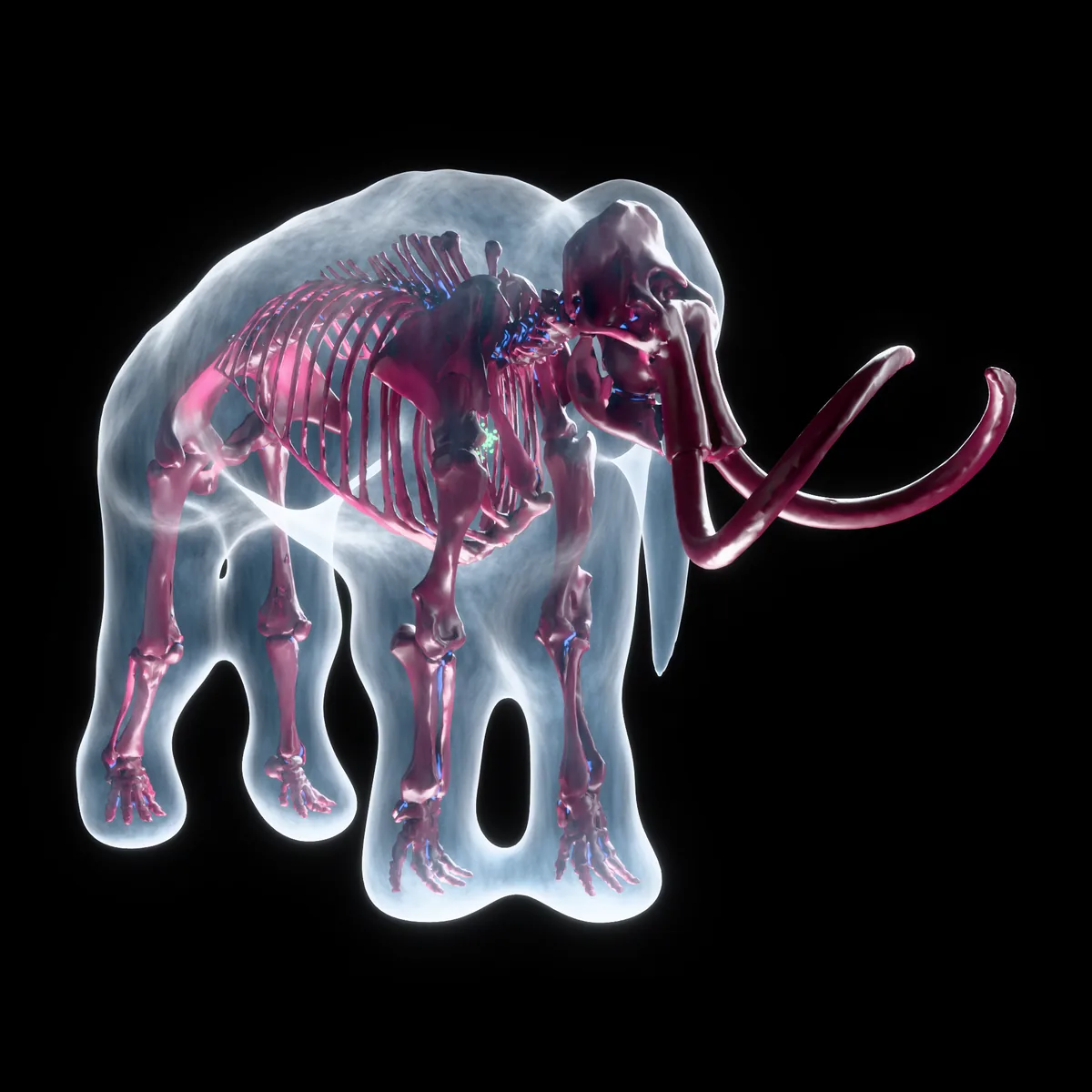 A woolly mammoth, cleared: glass body, stained skeleton, bare tusks