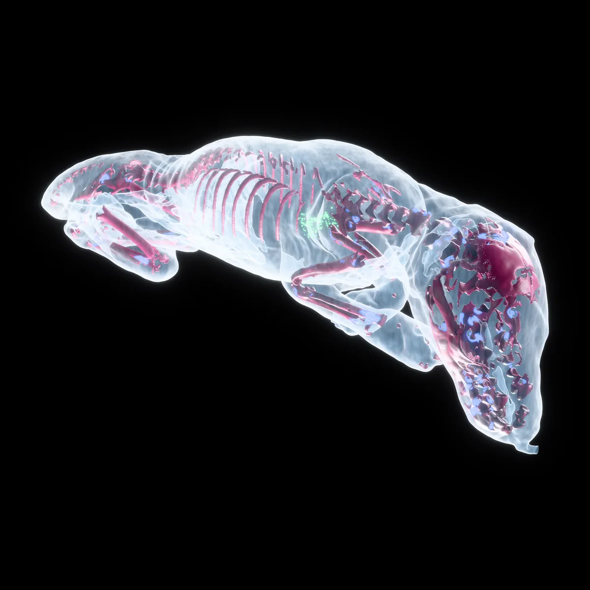 A thylacine pouch young, cleared, from the real micro-CT
